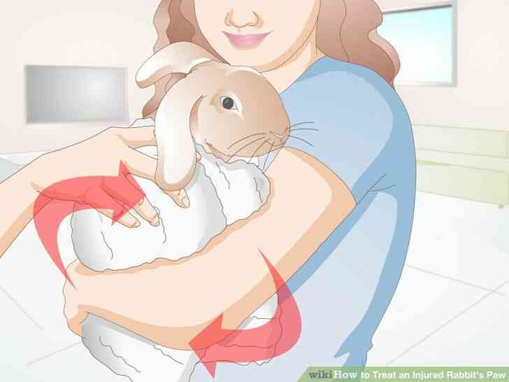 Image intitulée Traiter un Blessé du Lapin de la Patte de l